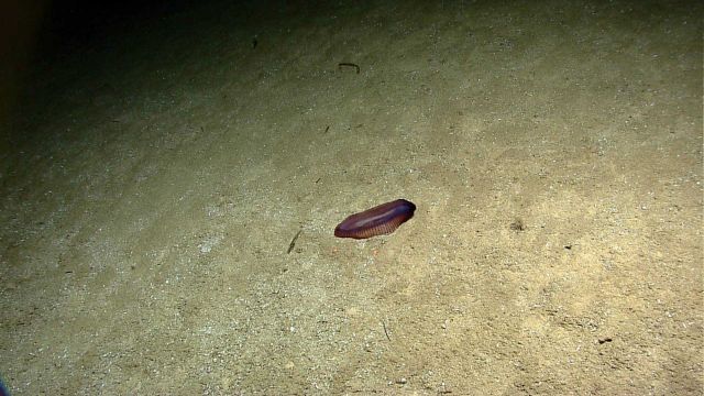 Translucent reddish holothurian seen on seafloor Picture