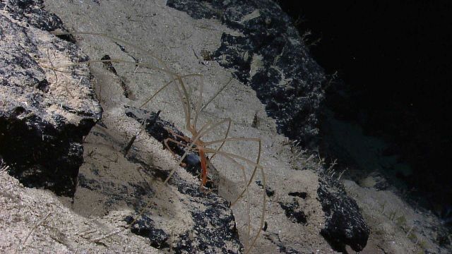 Pycnogonid sea spider on rock outcrop Picture