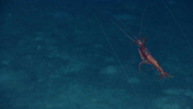 Swimming shrimp with long antennae extended Picture