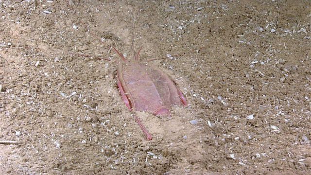 Strange appearing crustacean partially buried in the sand Picture