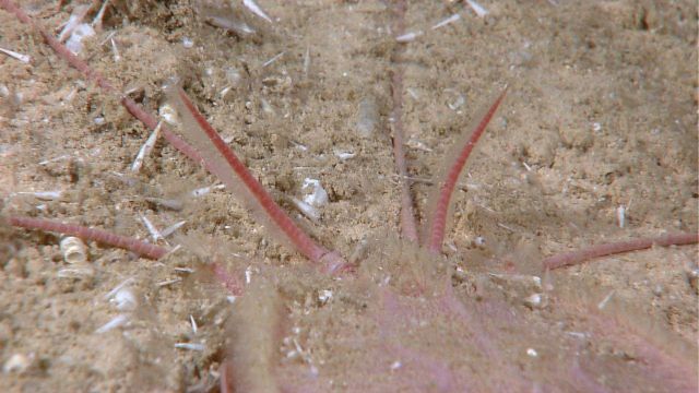 Strange appearing crustacean partially buried in the sand Picture