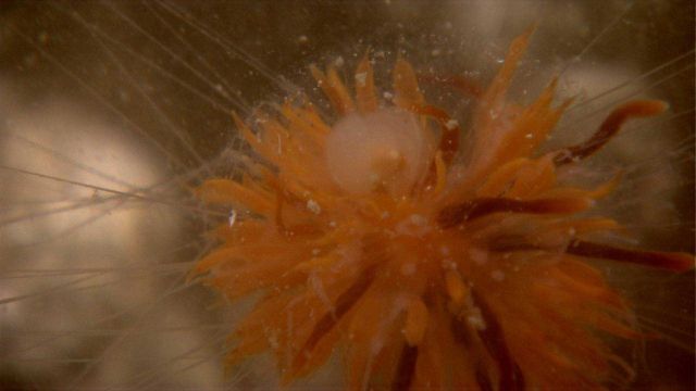 A dandelion siphonophore. Picture