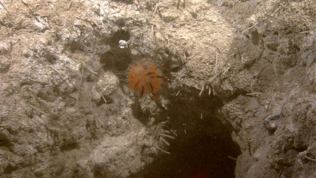 A dandelion siphonophore anchored in place near a creature burrow Picture