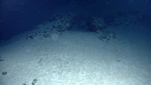 A floating shimmering globule of translucent material perhaps containing some sort of larval creatures. Picture