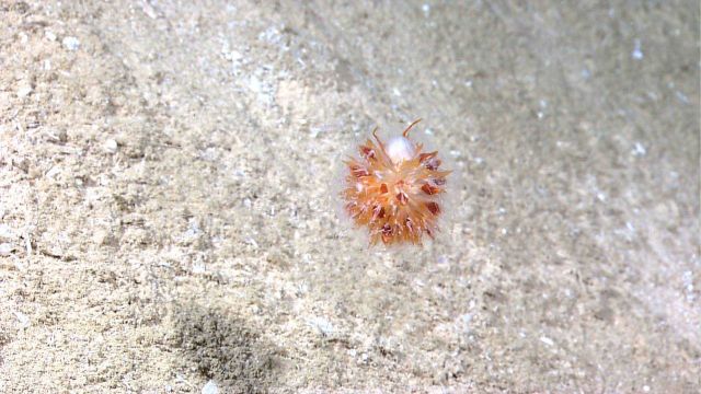 A dandelion siphonophore anchored in place over a sandy bottom. Picture