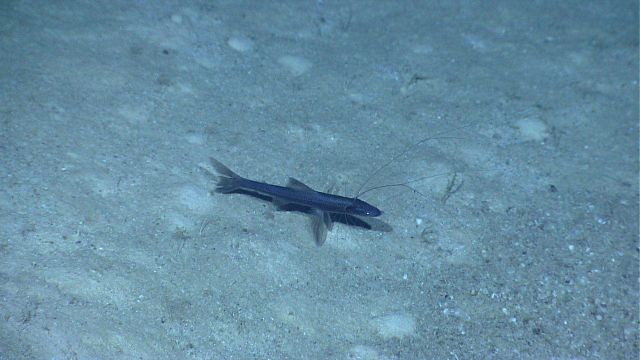 Deep sea tripod fish seen on sandy substrate Picture