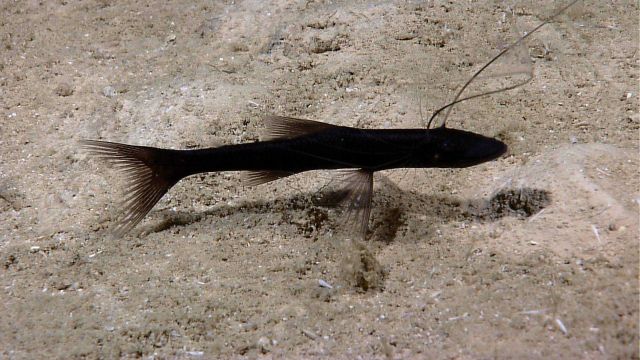 Deep sea tripod fish seen on sandy substrate Picture