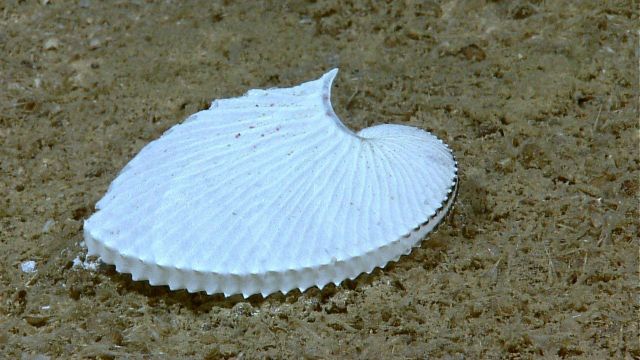 Nautilus shell on seafloor Picture