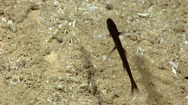 Deep sea tripod fish seen on sandy substrate Picture