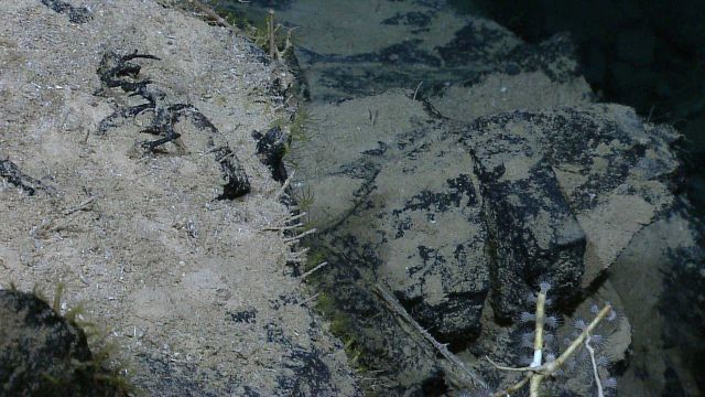 Colony of small green octocorals on rock outcrop with one small colony of white corals as well. Picture