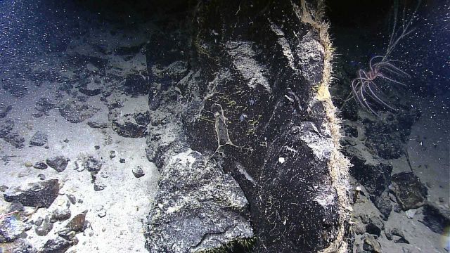 rock outcrop with small green corals on left - a coral stalk with brisingid starfish on right. Picture