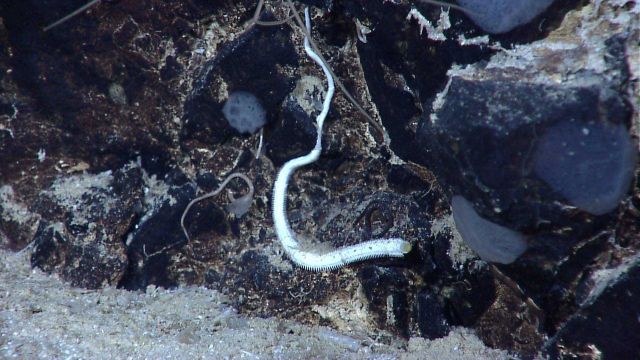 Tube worm with translucent stalked tunicate? on rock to left and grayish white sponges on rock Picture