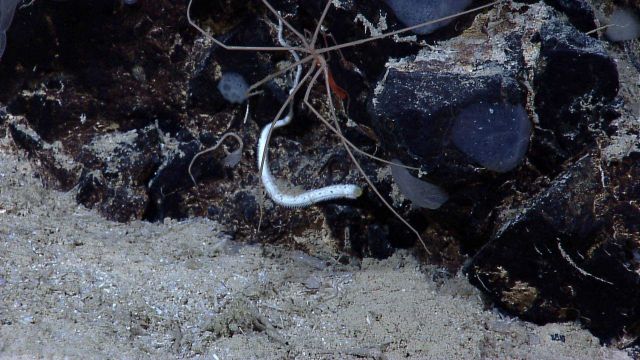 A large pycnogonid sea spider with tube worm, sponges, and translucent stalked tunicate. Picture