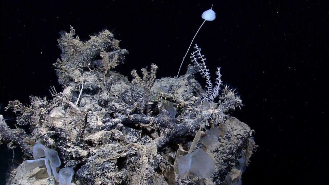 A variety of life on an rock outcrop including a stalked sponge, translucent white sponges, at least one tube worm, and small green octocorals (look h Picture
