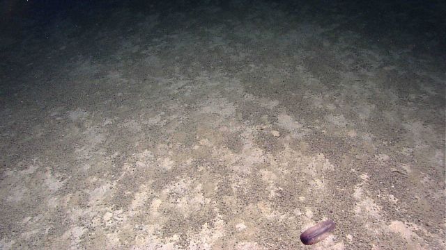 A holothurian on a mottled bright and dark sand sea floor. Picture