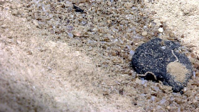 A large stone and a mat of shells cover the bottom of a hole in the sediment. Picture