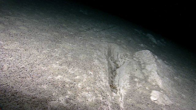 A large gouge and parallel ridge-like pile of material in the sediment. Picture