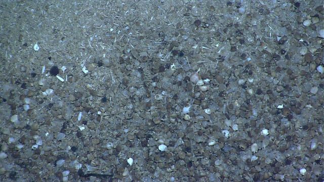 Shells and other biological detritus at bottom of hole in sediment. Picture