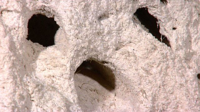 Three burrows in the sediment with the hint of a possible creature in the bottom middle burrow. Picture