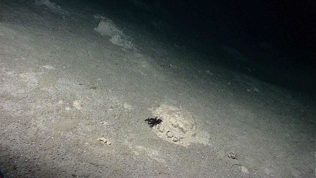 A pile of sediment with no hole or burrow apparent Picture