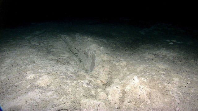Large gouge in sediment Picture