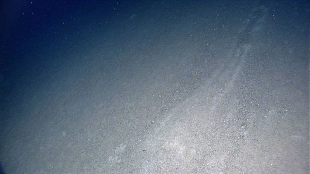 Two seemingly divergent tracks leading to the same gouge pattern in the surface sediments Picture