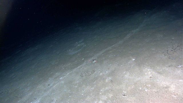 Distinct trail cutting across seafloor Picture