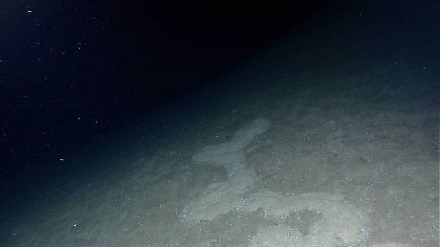 Light-colored mud trail that abruptly ends (perhaps begins) on darker colored substrate Picture