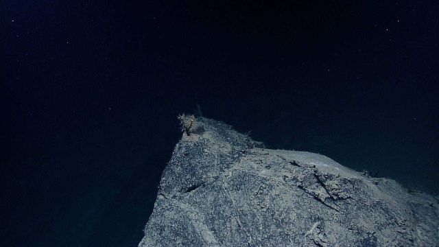 Jagged rock outcrop with stunted coral bush at top and other very small life forms (note white hairlike material at top of outcrop) and black objects  Picture