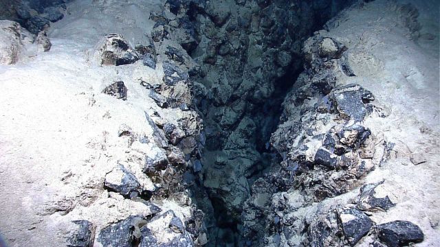 Bluish gray sponges seen in a rock crevasse between two adjacent rock outcrops covered with clay-like material Picture