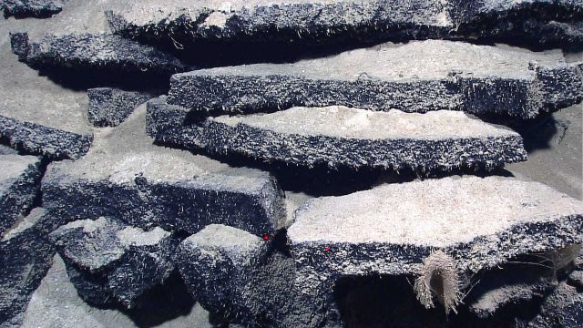 Broken sheet lava slabs covered on broken edges covered with small life forms Picture