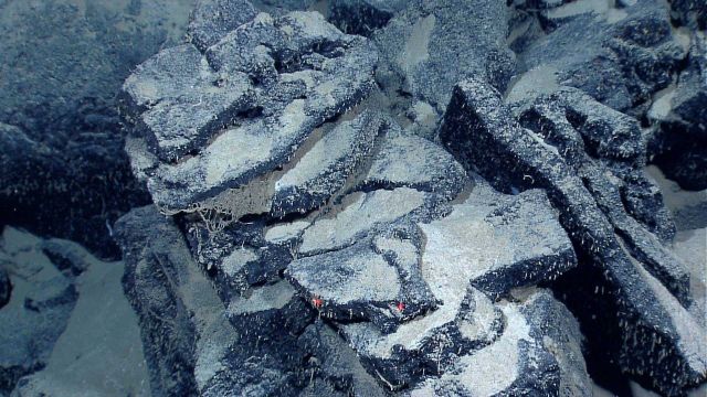 Broken sheet lava slabs covered on broken edges covered with small life forms Picture