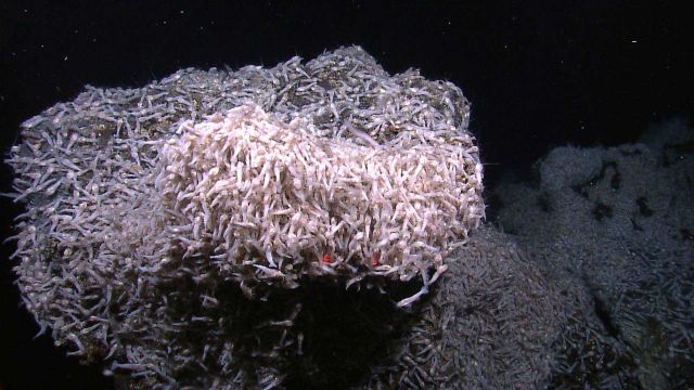 Mass of shrimp in close proximity to hydrothermal venting Picture