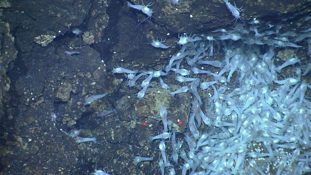 Two species of vent shrimp are seen in this image - the larger white with white shining eyes and two of a smaller species with yellow eyes seen to lef Picture
