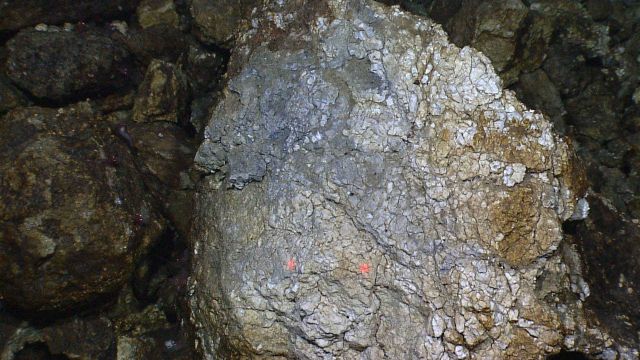 Hydrothermally altered rock nearly devoid of life although some shrimp can be seen to left of white rock Picture
