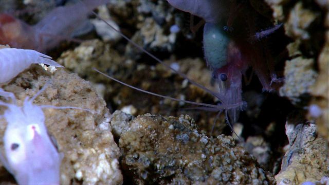 Closeup of reddish outlying shrimp with green (eggs?) top Picture