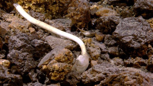 Single large tube worm seen at hydrothermal site with clam shell on hydrothermally altered rock Picture
