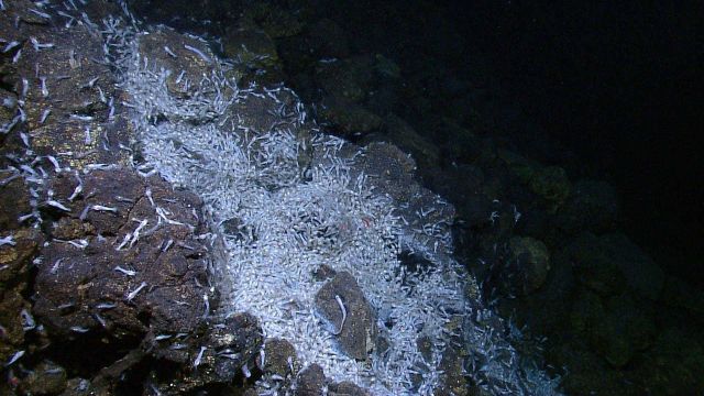 Shrimp agglomeration near vent Picture