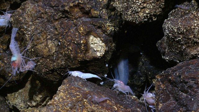 Two, possibly three species of shrimp, and the tale of a fish in a hole Picture