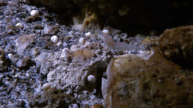 A grayish white shrimp, white gastropods, and a thin covering of white material that is possibly part of a bacterial mat Picture