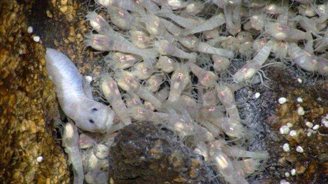 Closeup of white shrimp and white fish Picture