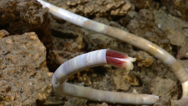 Worm extended for feeding from long curling tube Picture