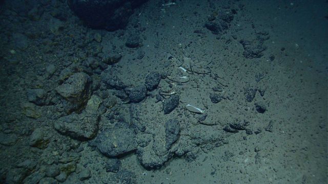 Mussel shells on seafloor indicating earlier hydrothermal venting in this area Picture
