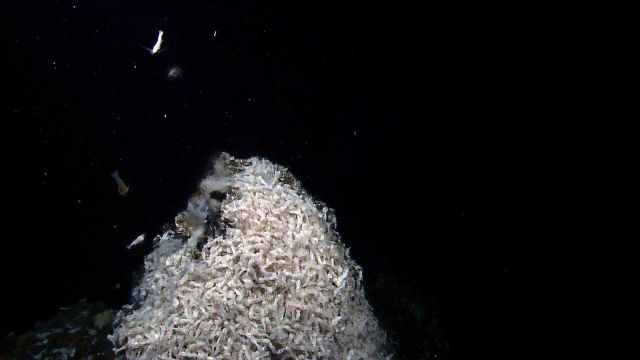 Top of hydrothermal vent with shimmering water emanating from orifice Picture