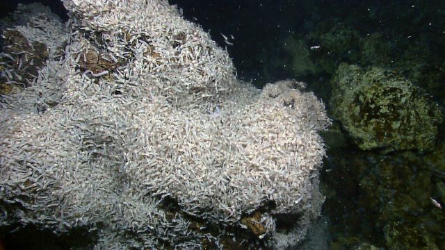 Shrimp and eels at hydrothermal vent site Picture
