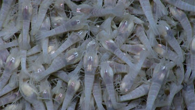 An agglomeration of shrimp (Rimicaris sp.?) at the Von Damm vent field on Mount Dent. Picture