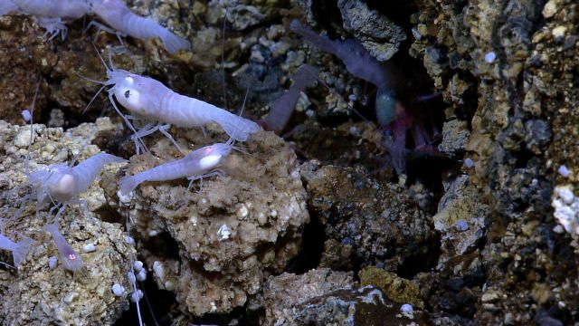 At least two species of shrimp near a vent at the Von Damm vent field on Mount Dent Picture