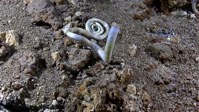 Tube worm near hydrothermal vent site with spiral tube near base Picture