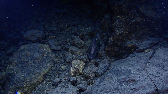 Large fish barely visible in center of image on hydrothermally altered rocks in vicinity of Von Damm vent field. Picture