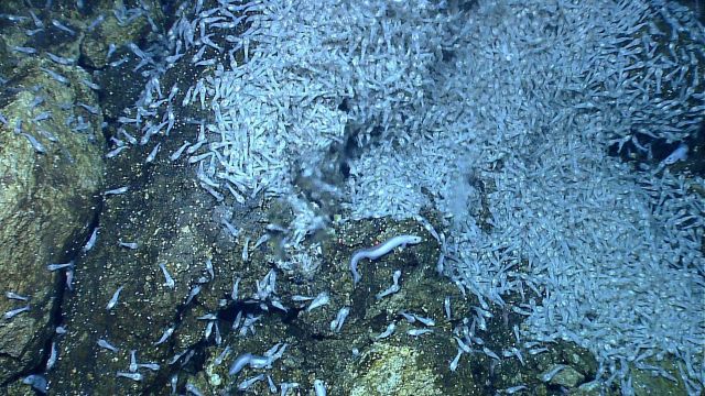 Shrimp (possibly Rimicaris sp.) on hydrothermal chimney at Von Damm vent site on Mount Dent Picture